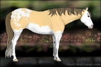 Horse Color:Buckskin Splash Appaloosa 