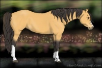 Horse Color:Buckskin 