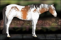 Horse Color:White Spotted Buckskin Tobiano 