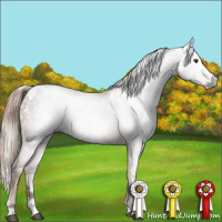 Horse Color:Gray White Spotted Chestnut 