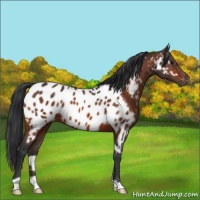 Horse Color:Brown Appaloosa 