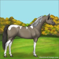 Horse Color:Smoky Grullo Tobiano