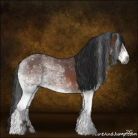 Horse Color:Gray White Spotted Bay Roan