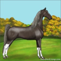 Horse Color:Liver Chestnut Mushroom 