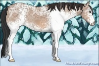 Horse Color:White Spotted Brown Ice Dun
