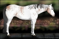 Horse Color:White Spotted Bay Ice