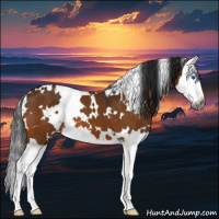 Horse Color:Gray White Spotted Buckskin Splash 
