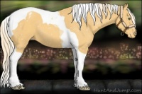 Horse Color:Gold Cream Champagne Tobiano Snowflake Varnish 