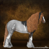 Horse Color:Gray White Spotted Liver Chestnut 