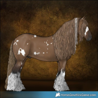 Horse Color:Gray White Spotted Liver Red Dun 