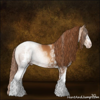 Horse Color:Gray White Spotted Gold Champagne 