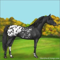 Horse Color:Blue Roan Appaloosa