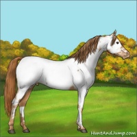 Horse Color:Chestnut Appaloosa 