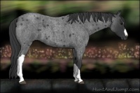 Horse Color:Blue Roan 