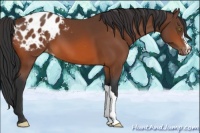 Horse Color:Bay Appaloosa 