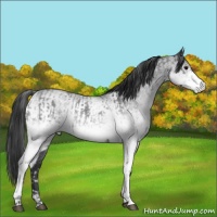 Horse Color:White Spotted Blue Roan Rabicano  and White Spotted Blue Roan Rabicano 