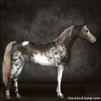 Horse Color:White Spotted Chocolate Palomino Ice Varnish Rabicano 