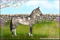 Horse Color:Gray White Spotted Brown Dun