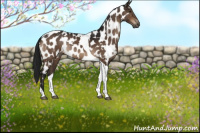 Horse Color:Gray White Spotted Brown Tobiano Appaloosa