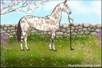 Horse Color:Buckskin Dun Sabino Leopard