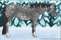 Horse Color:Black Ice Appaloosa 