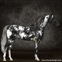 Horse Color:White Spotted Liver Chestnut Ice 
