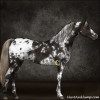 Horse Color:White Spotted Liver Chestnut Ice Appaloosa 