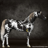 Horse Color:White Spotted Liver Chestnut Ice 