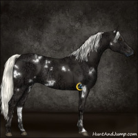 Horse Color:White Spotted Liver Chestnut Ice Mushroom Rabicano 