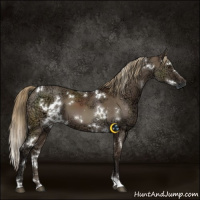 Horse Color:White Spotted Liver Red Dun Ice 
