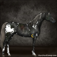 Horse Color:White Spotted Liver Chestnut Ice Mushroom Sabino 