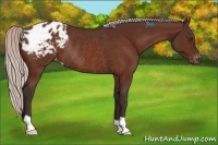 Horse Color:Silver Brown Varnish Rabicano 