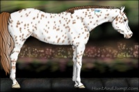 Horse Color:Chestnut Appaloosa Rabicano 