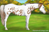 Horse Color:Chestnut Splash Tobiano Near Leopard 