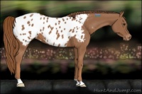 Horse Color:Chestnut Appaloosa
