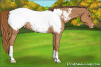 Horse Color:Chestnut Appaloosa Rabicano