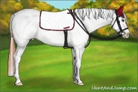 Horse Color:White Spotted Grullo Roan Frame Appaloosa Rabicano