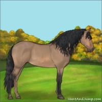 Horse Color:Bay Dun 