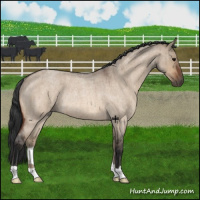 Horse Color:Bay Roan Dun Rabicano Brindle 