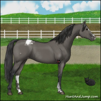 Horse Color:Grullo Sabino Appaloosa Rabicano 
