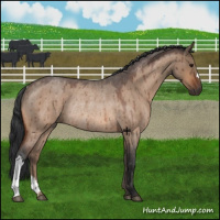 Horse Color:Bay Roan Dun Rabicano Brindle 
