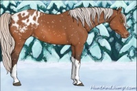 Horse Color:Silver Bay Appaloosa 