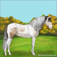 Horse Color:Buckskin Dun Splash Tobiano Rabicano 