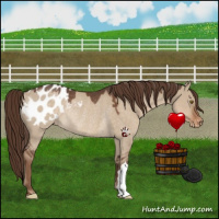 Horse Color:Liver Red Dun Appaloosa Rabicano 