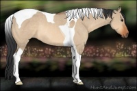 Horse Color:Bay Dun Tobiano Rabicano 