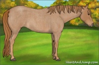 Horse Color:Red Roan 