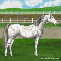 Horse Color:Liver Red Dun Mushroom Appaloosa 