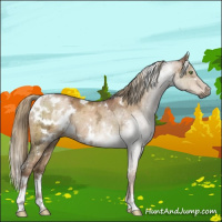 Horse Color:Gray White Spotted Liver Red Dun Ice Pearl Sabino Rabicano Brindle 
