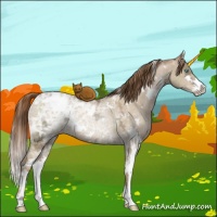 Horse Color:White Spotted Liver Red Dun Ice Pearl Sabino Rabicano 