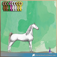 Horse Color:Brown Pearl Tobiano Frame Appaloosa 